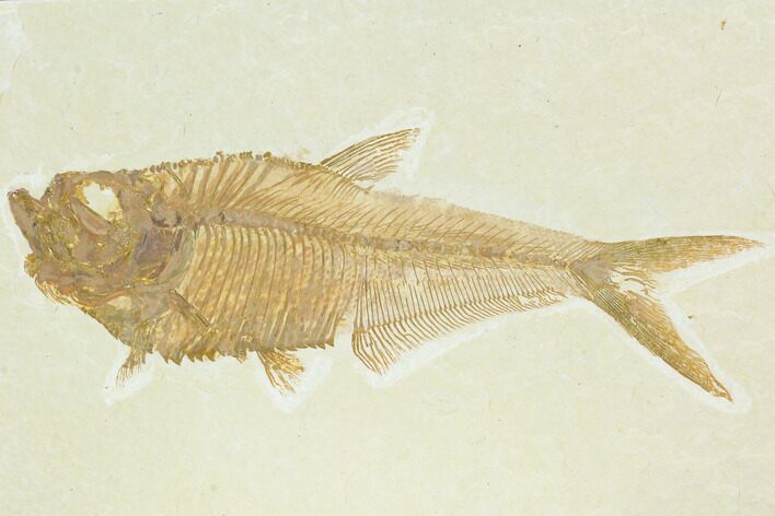 Fossil Fish (Diplomystus) - Green River Formation #122743